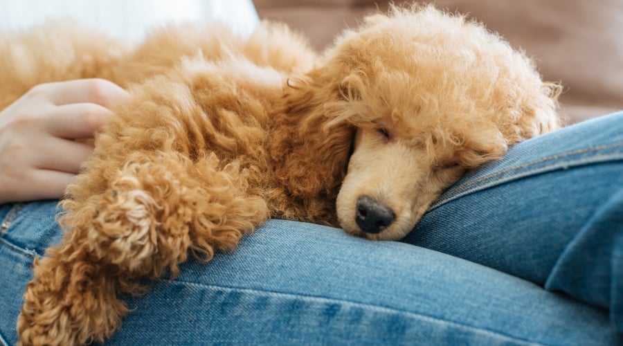 Fluffy Doodle laying in woman's lap.