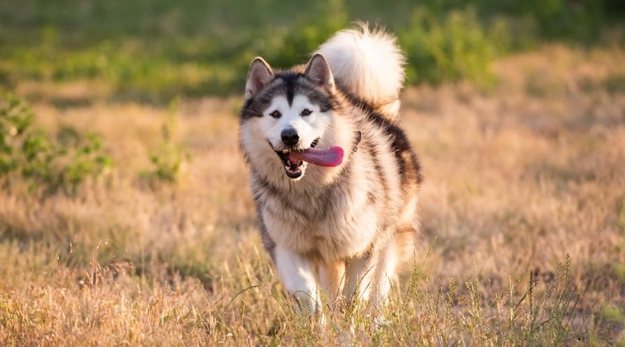 Fluffy Dog Outdoors