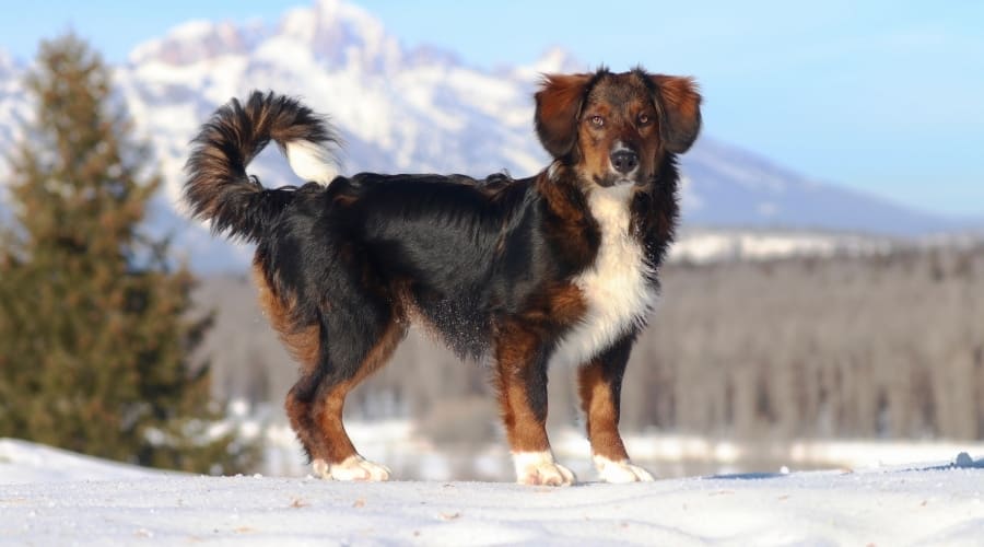 Fluffy Dog Standing in Snow