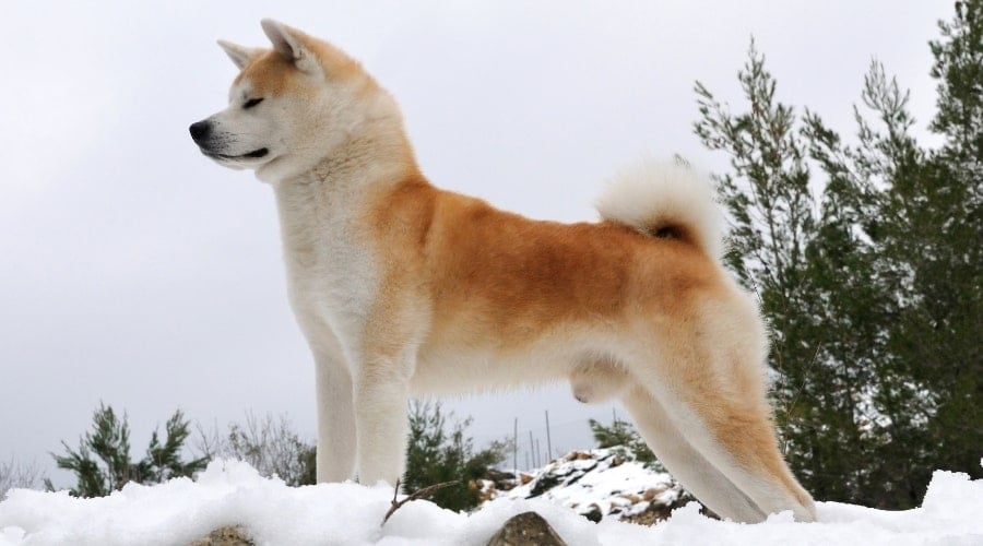 Fluffy Dog Standing in Snow