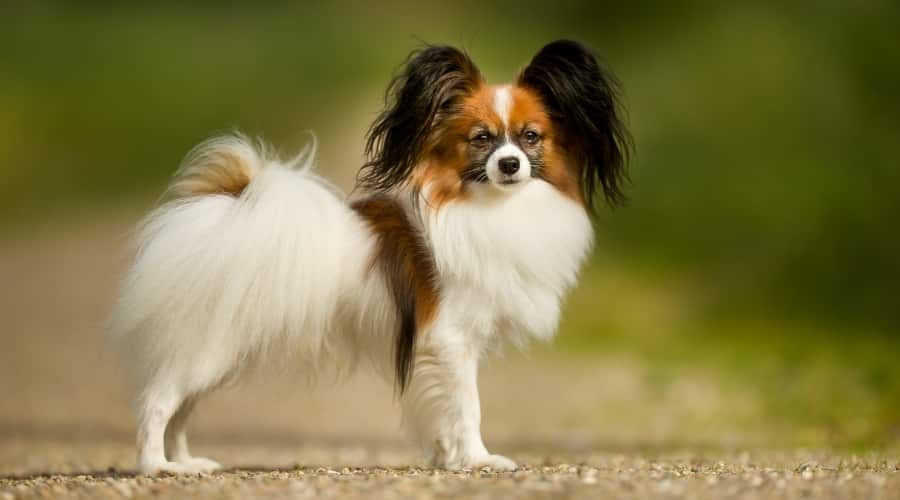 Fluffy Dog Standing on Gravel Road