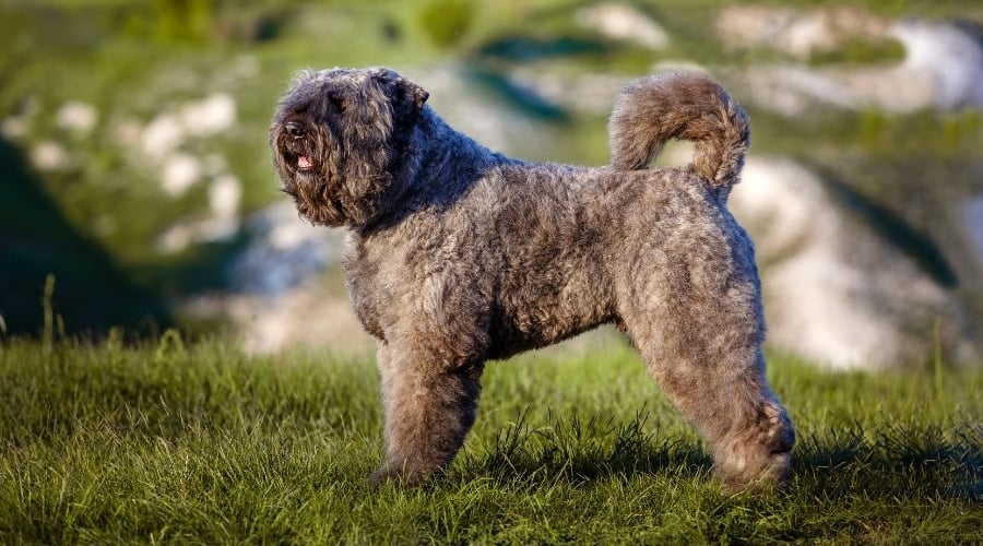 Fluffy Dog With Fur Over Its Eyes Outdoors