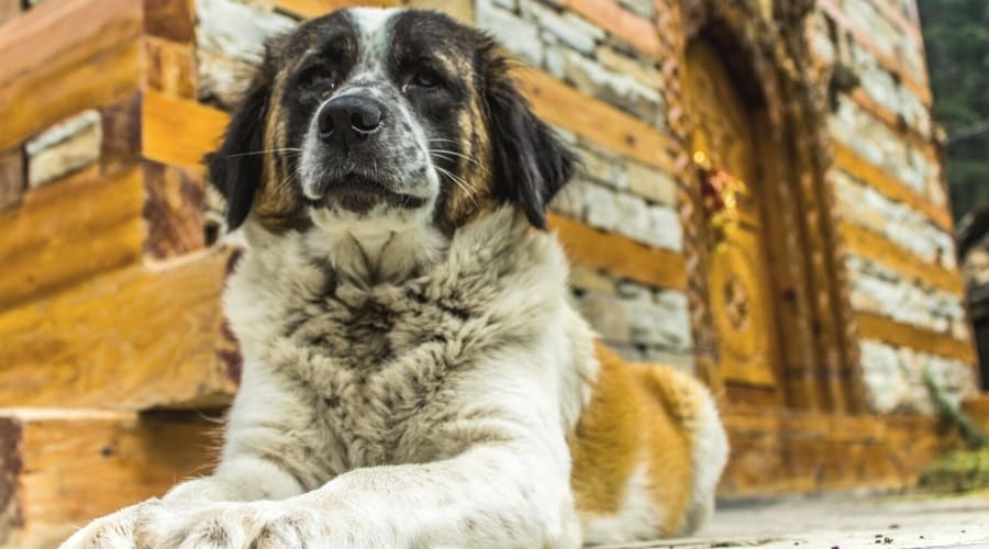 Fluffy Dog With Spots Laying Down