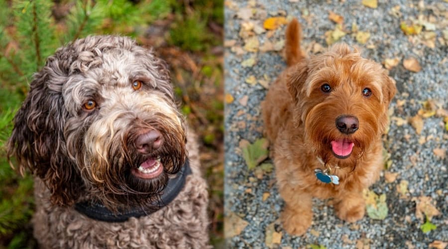 Fluffy Dogs Looking Up