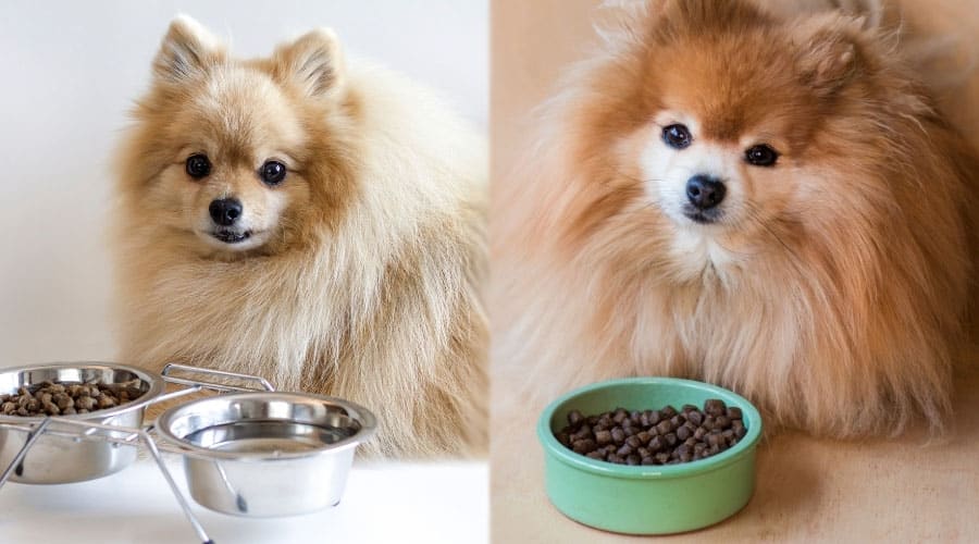 Fluffy Dogs Next to Dog Bowls