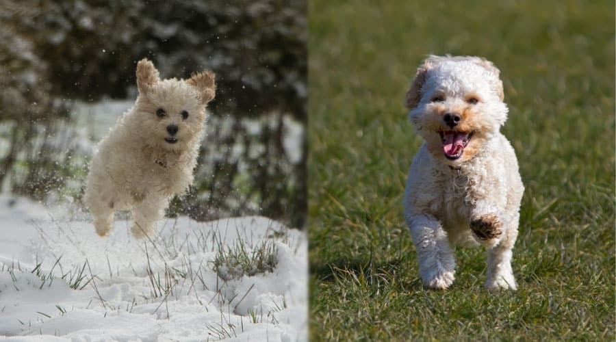 Fluffy Dogs Running Outside