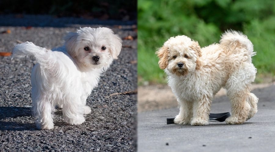 Fluffy Dogs Standing in a Road