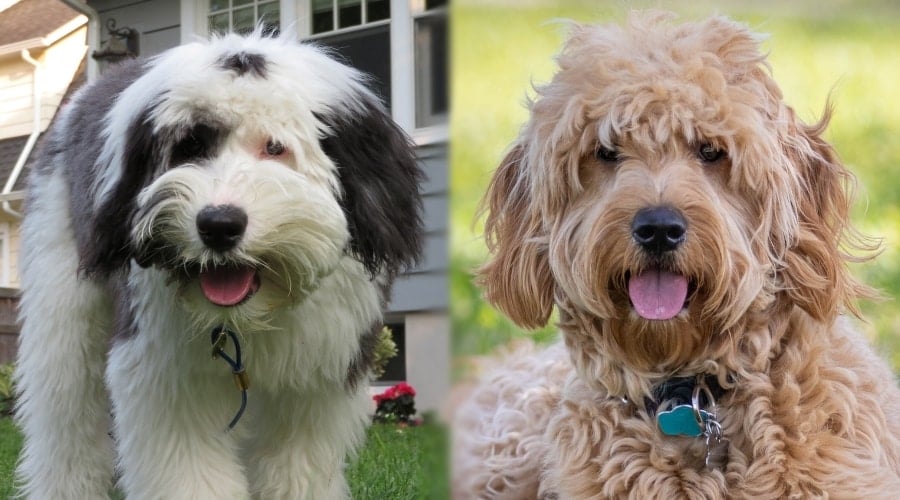 Fluffy Dogs Up Close Looking at Camera