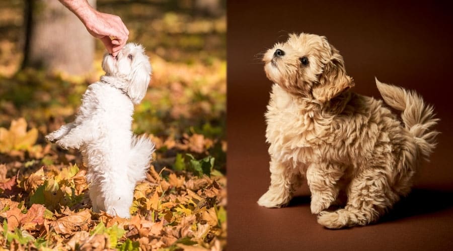 Fluffy Dogs Waiting for a Treat