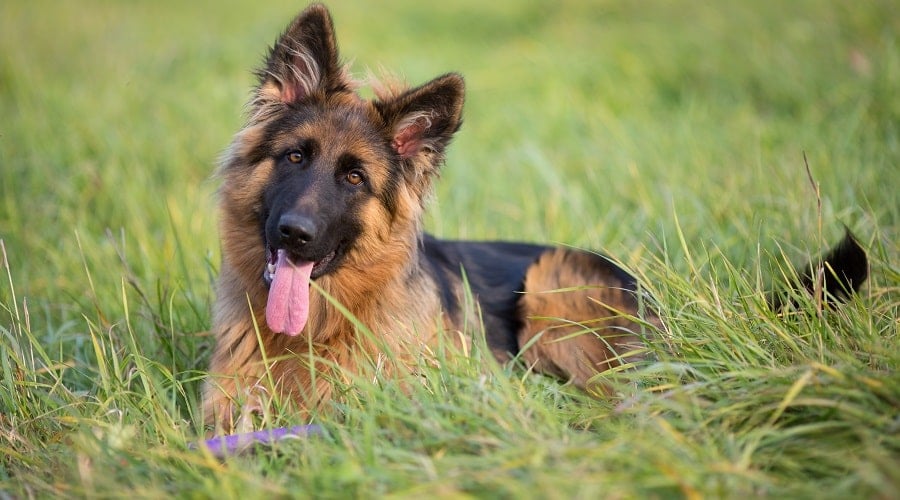 Fluffy GSD in Field