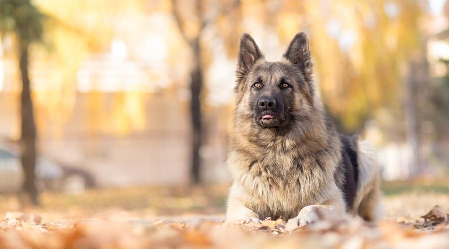 Fluffy German Shepherd