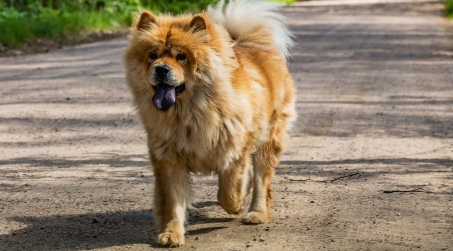Fluffy Golden Dog With Blue Tongue Running Outside