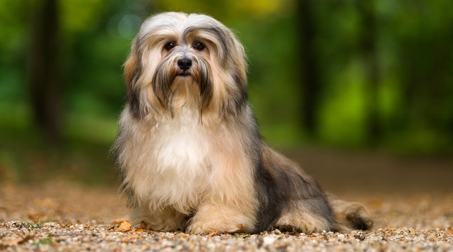 Fluffy Dog