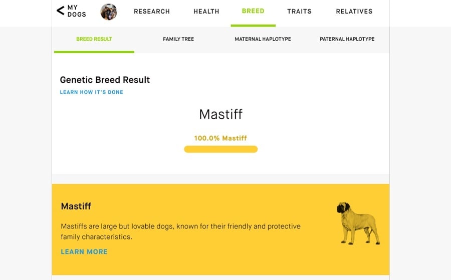 Fluffy Mastiff Embark Test Results