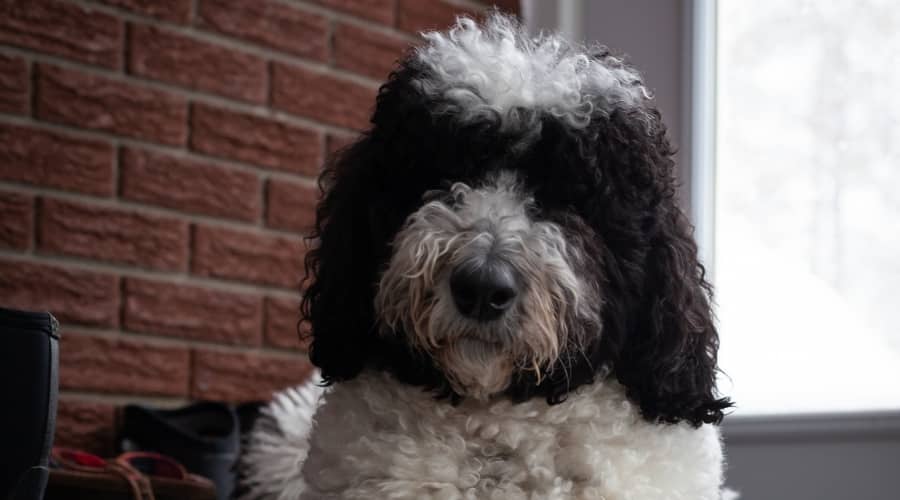 Fluffy Poodle Sheepdog Mix