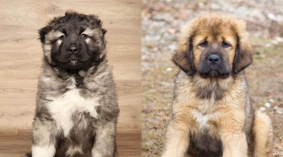 Fluffy Puppies Sitting