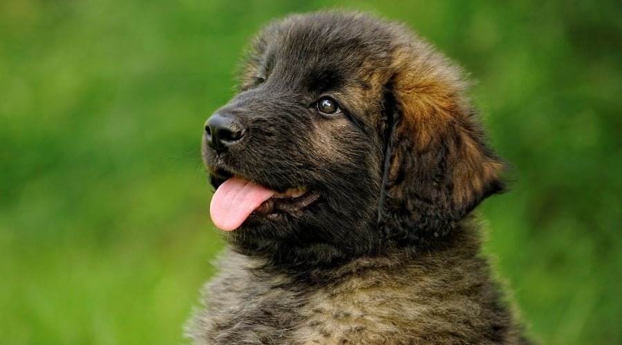 Fluffy Puppy