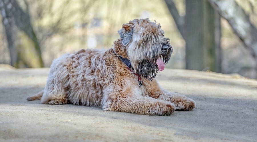 Fluffy Tan Dog Laying on Pavement
