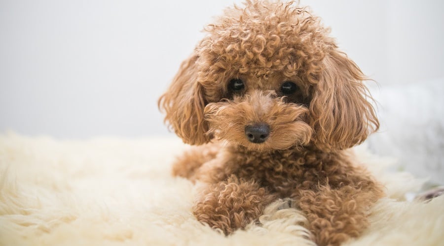 Fluffy Toy Poodle