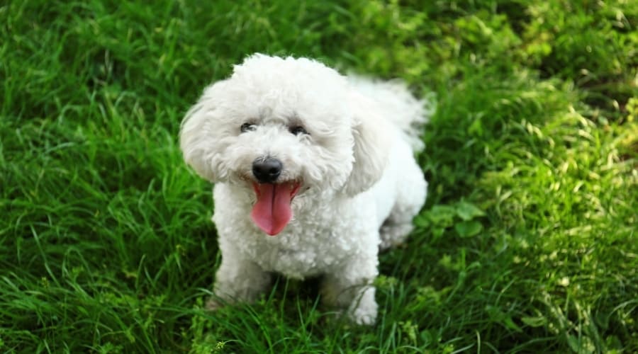 Fluffy White Dog Looking Up