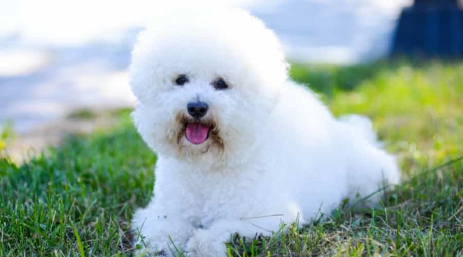 Fluffy White Dog Lying in Grass