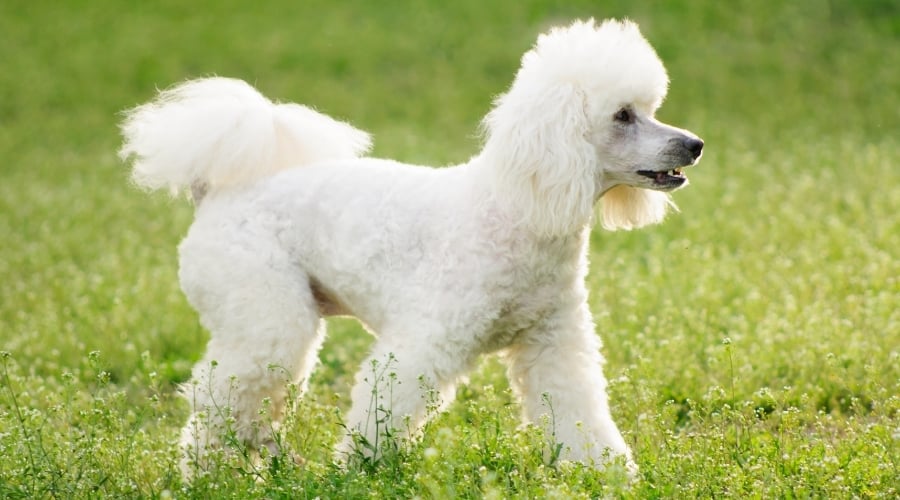 Fluffy White Dog Standing Outdoors