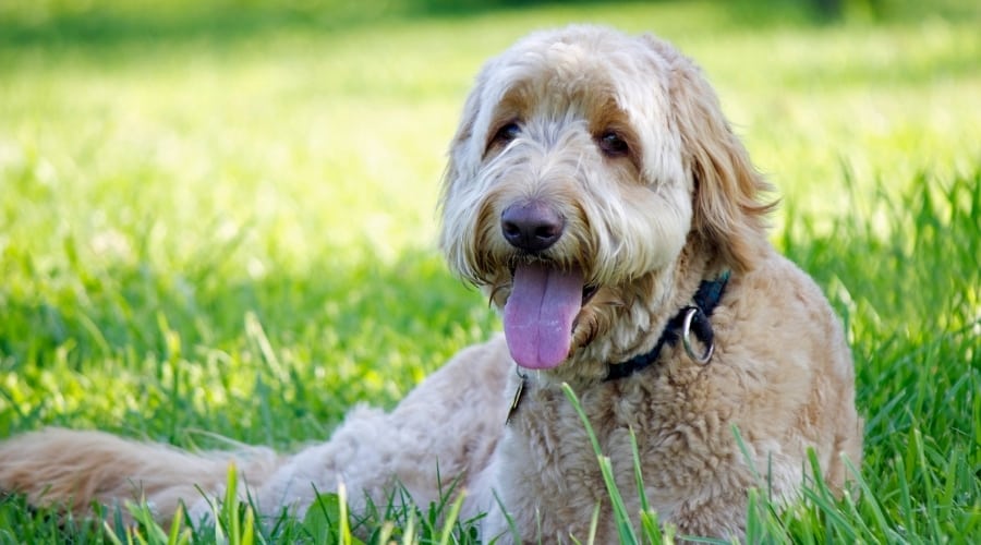 Fluffy White Dog in Grass