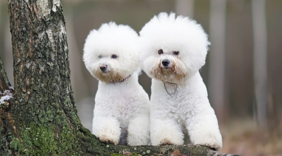 Fluffy White Dogs Near a Tree