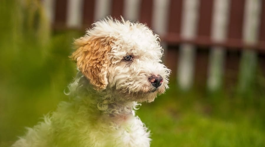 Fluffy Yellow Dog Outdoors