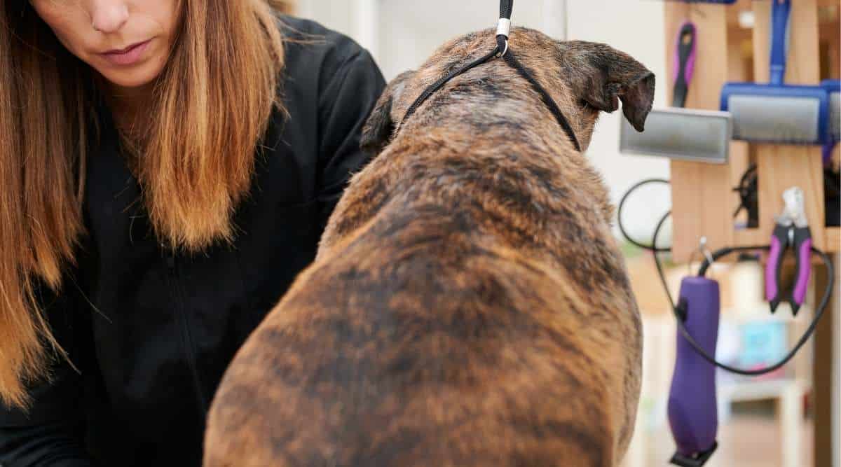 Kong Dog ZoomGroom