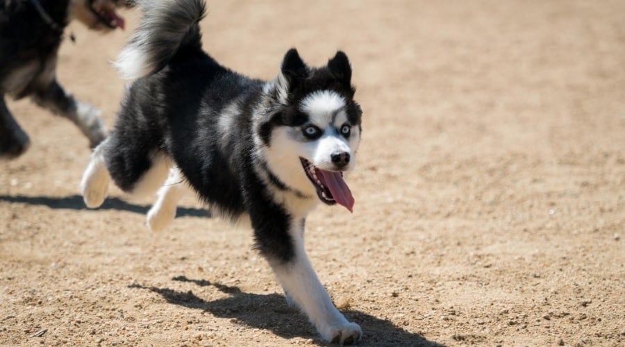 Food motivated Pomsky running on dirt