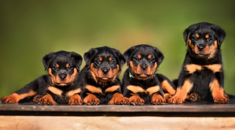 Four black and tan rottie puppies laying down.