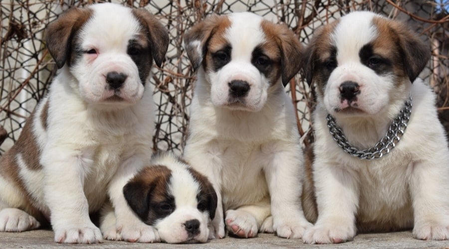Four Brown and White Puppies