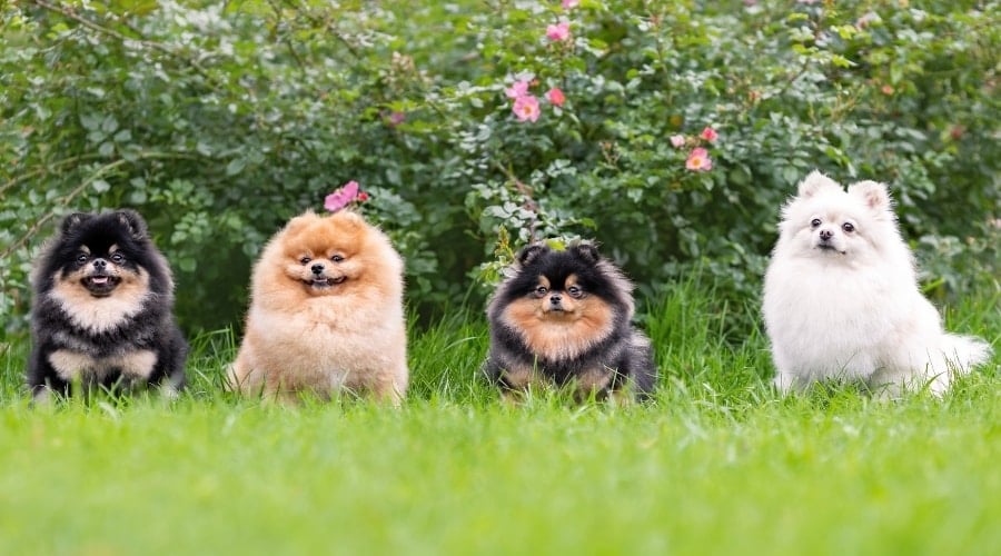Four Pomeranian Dogs Outdoors in Grass