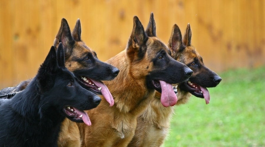Four Dogs With Tongues Out