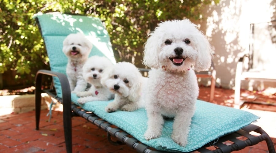 Four Fluffy Dogs Sitting on Outdoor Lounge Chair