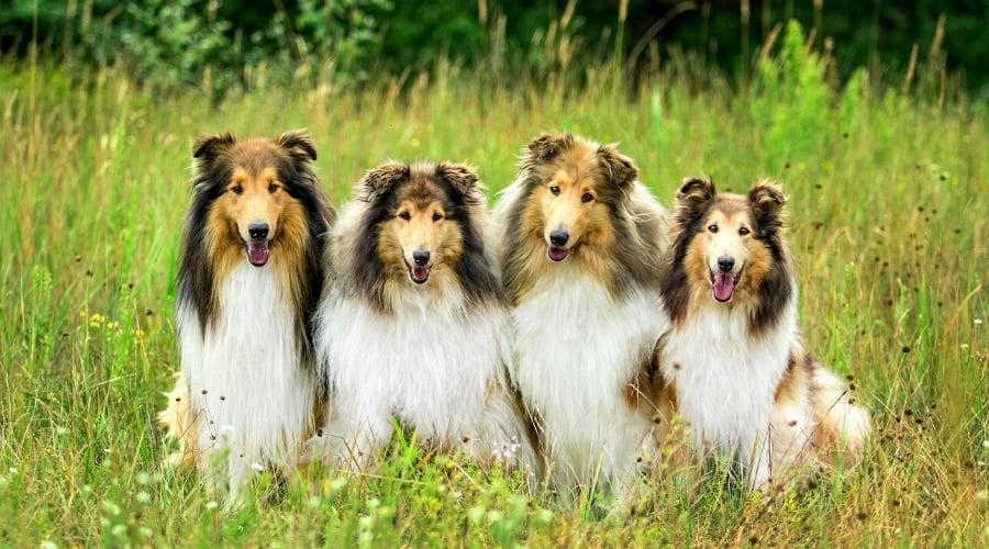 Four Happy Dogs Sitting in Grass