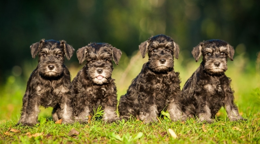 Four Miniature Puppies in Grass
