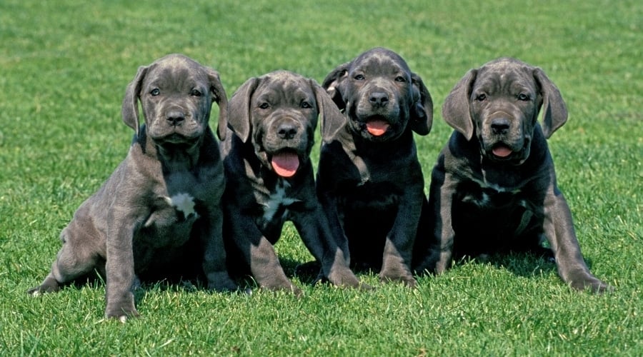 Four Puppies Sitting in a Field