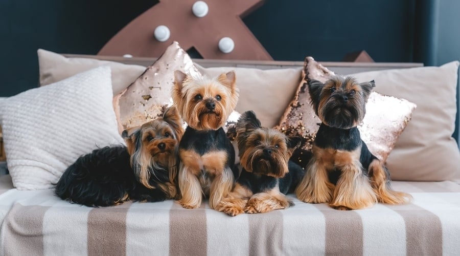Four Small Black and Tan Yorkies on a sofa.