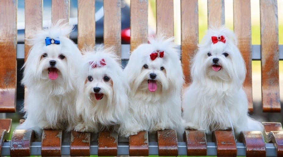 Four White Dogs With Long Hair in Bows