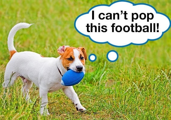 Fox Terrier dog trying to pop dog-proof football with his teeth