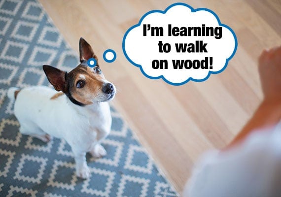 Fox terrier being trained to walk on slippery hardwood floor