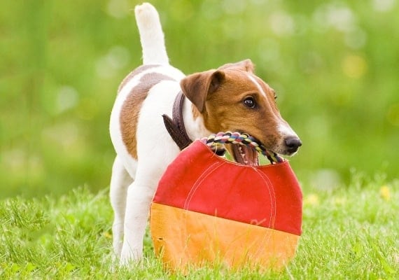 Fox Terrier chewing on soft fabric Frisbee toy made from fabric and rope
