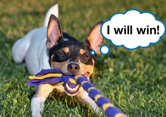 Fox Terrier pulling on rope toy playing tug-of-war with owner