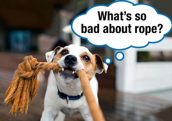 Fox Terrier with rope tug toy in mouth pulling as hard as he can