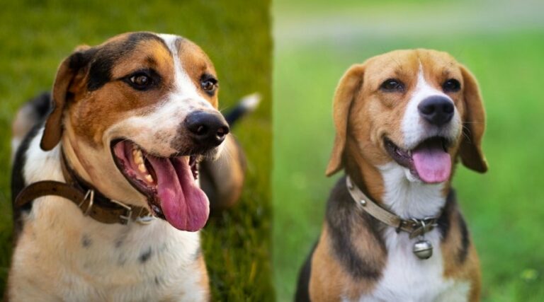 Breed Comparisons Archives | Canine Journal