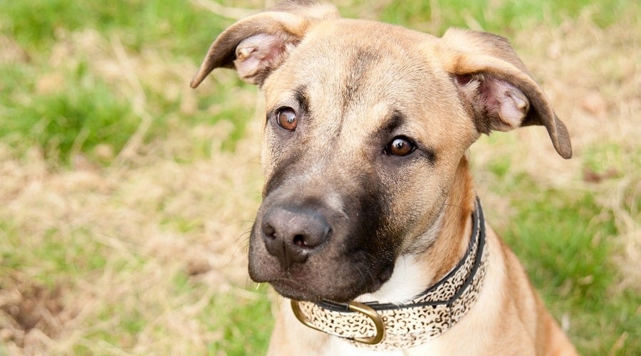 French Bull Dane