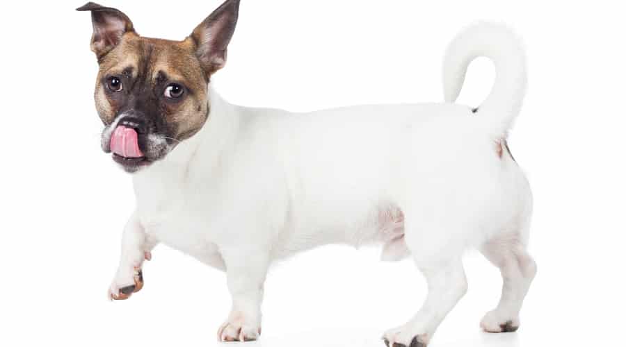 French Bull Jack