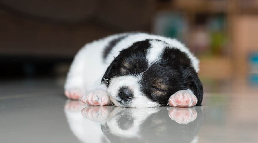French Bull Tzu